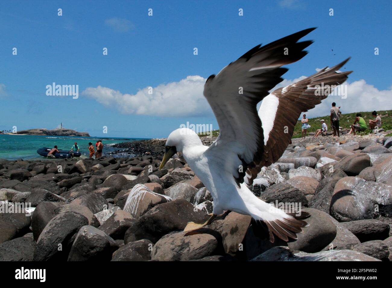 caravelas, bahia / brasile - 22 ottobre 2012: Uccello atoba è visto su un'isola nel Parque Marinho dos Abrolhos nel Bahia meridionale. Foto Stock