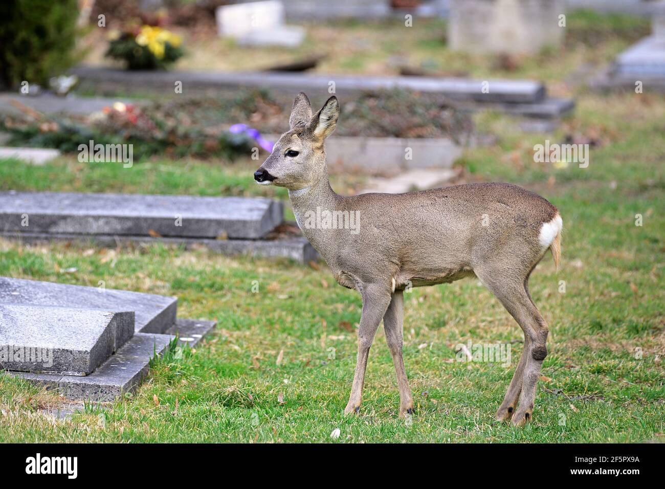 Vienna, Austria. Fauna selvatica nel cimitero centrale di Vienna. Capriolo (Capreolo capreolo). Foto Stock