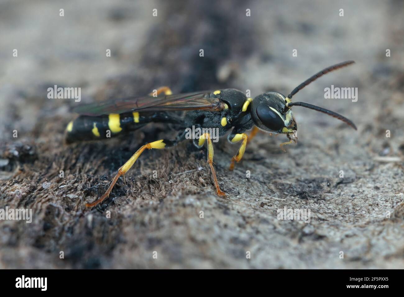 Colpo di closeup del digger di campo wasp il predatore in vola sulla sabbia Foto Stock