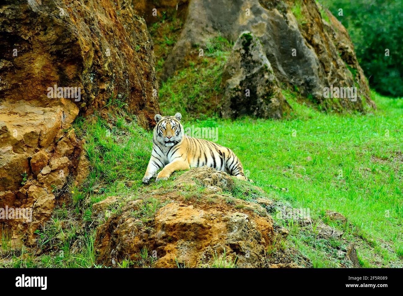 Tiger rilassato. Cabarceno Natura Park Cantabria, Spagna. Foto Stock