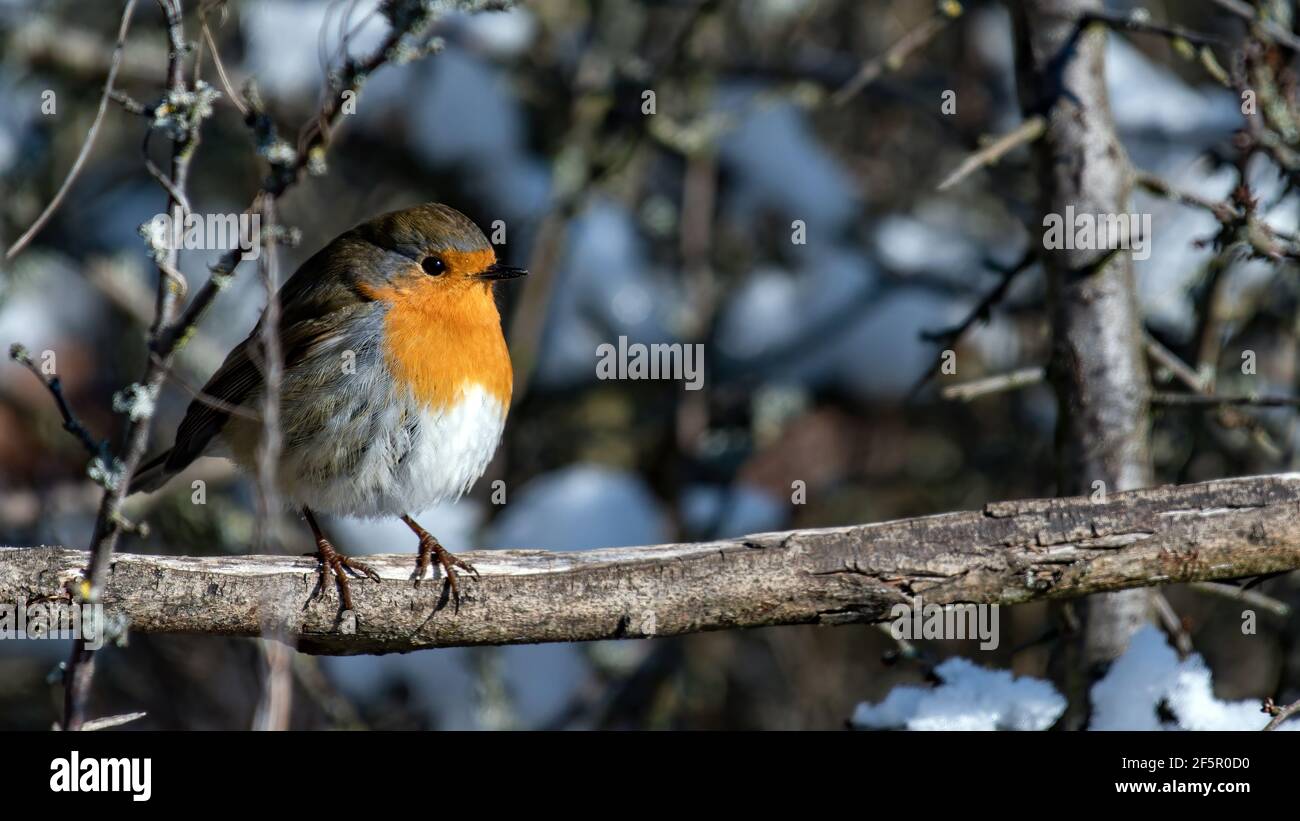 Robin seduto su un bastone a Wiesengrund a Erlangen Germania Foto Stock
