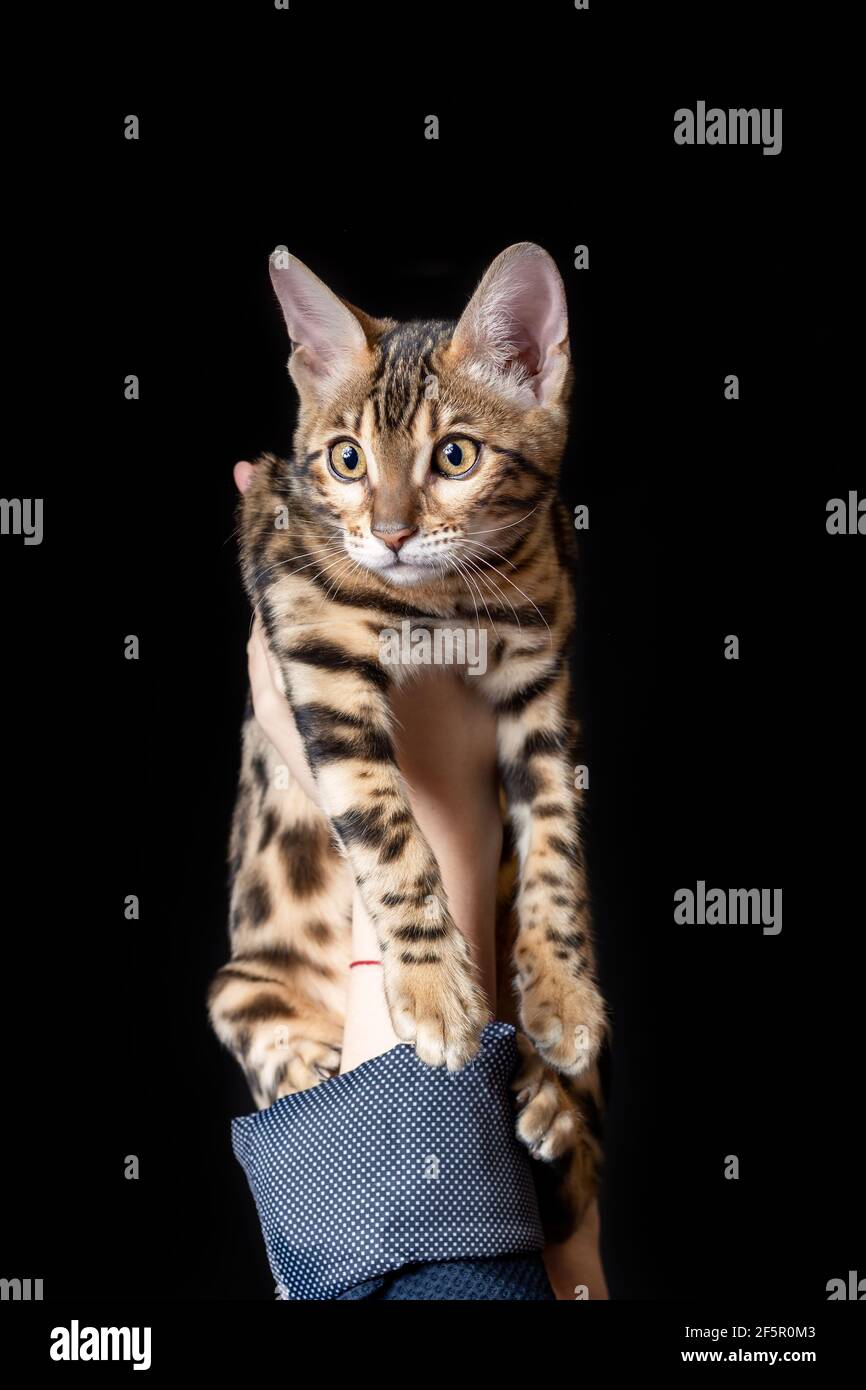 Mano femminile che tiene e mostra un piccolo gattino bengala sopra sfondo nero Foto Stock