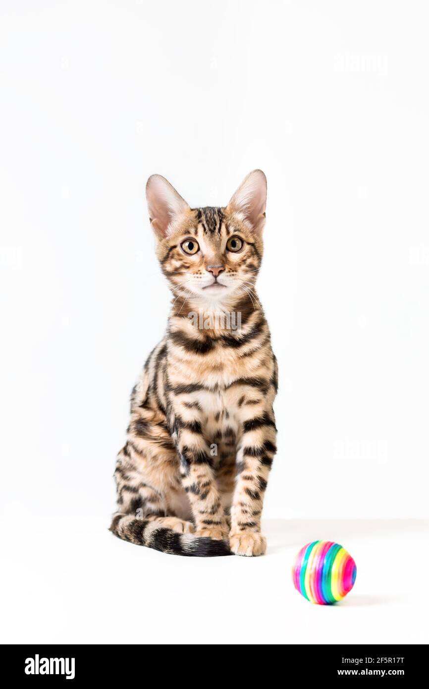 Carino gattino bengala seduto su sfondo bianco con palla giocattolo Foto Stock