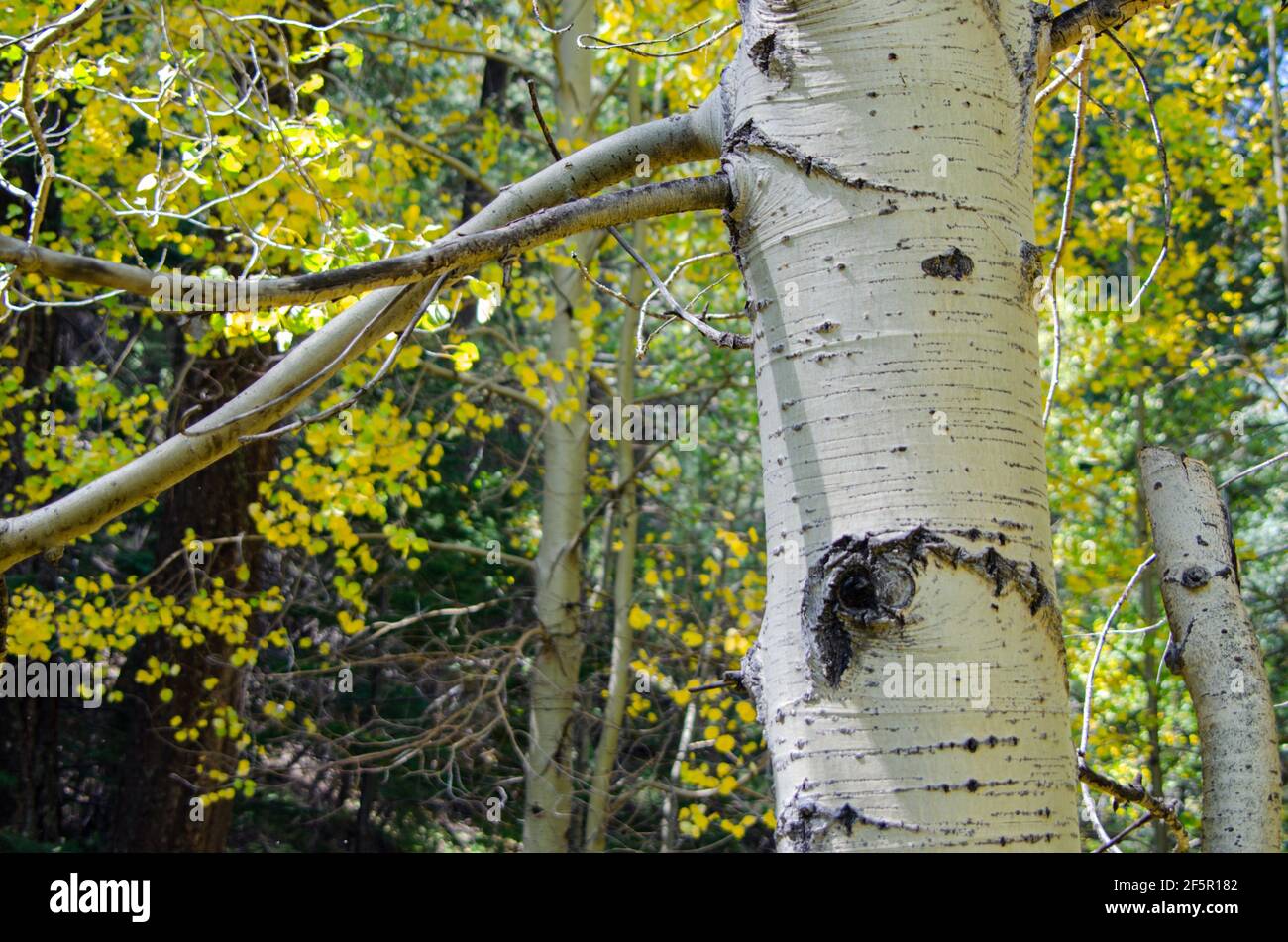Quaking Aspen (Topulus tremuloides) in colore autunno Foto Stock