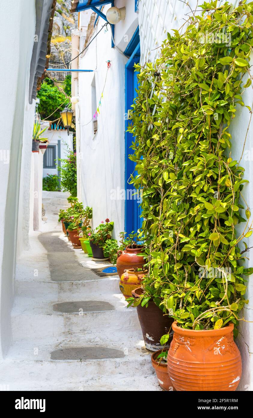 Street nel quartiere di Plaka, Atene, Grecia. Plaka è un'attrazione turistica di Atene. Bel vicolo stretto e accogliente con piante d'edera, fiori e vecchi residenti Foto Stock
