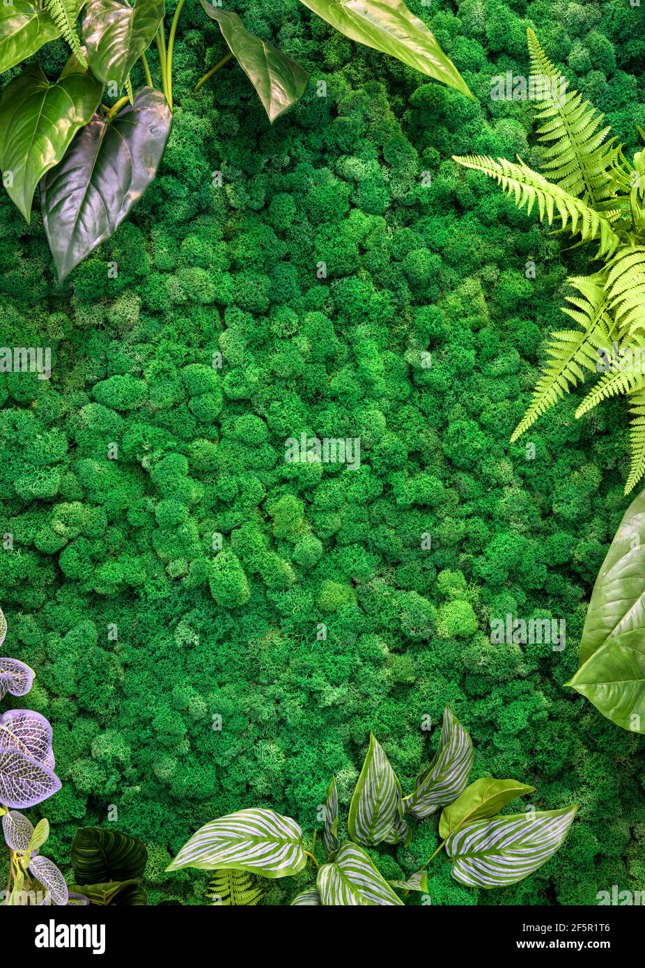 Sfondo giardino verticale, muschio verde in ufficio o casa per carta da parati. La struttura naturale delle piante sulla parete, bel decor all'interno della casa moderna. Foto Stock
