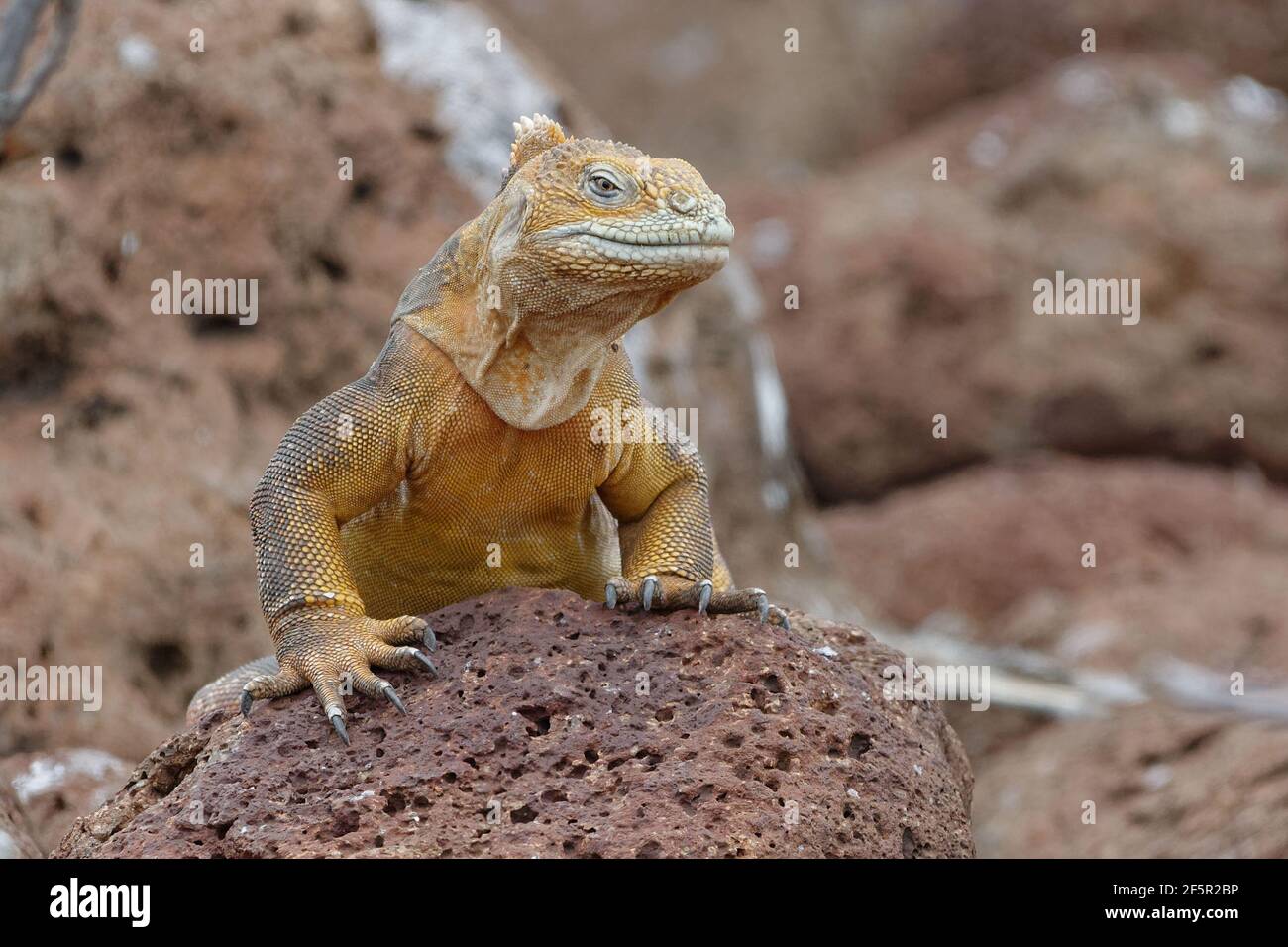 Galapagos Land iguana (subcristatus conolophus) - Isola di Seymour Norte, Ecuador Foto Stock