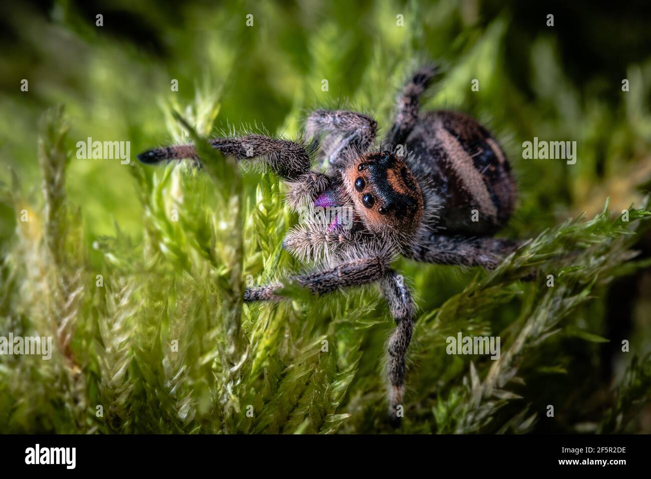 Un primo piano di un ragno regale che salta, Phidippus regius. Foto Stock