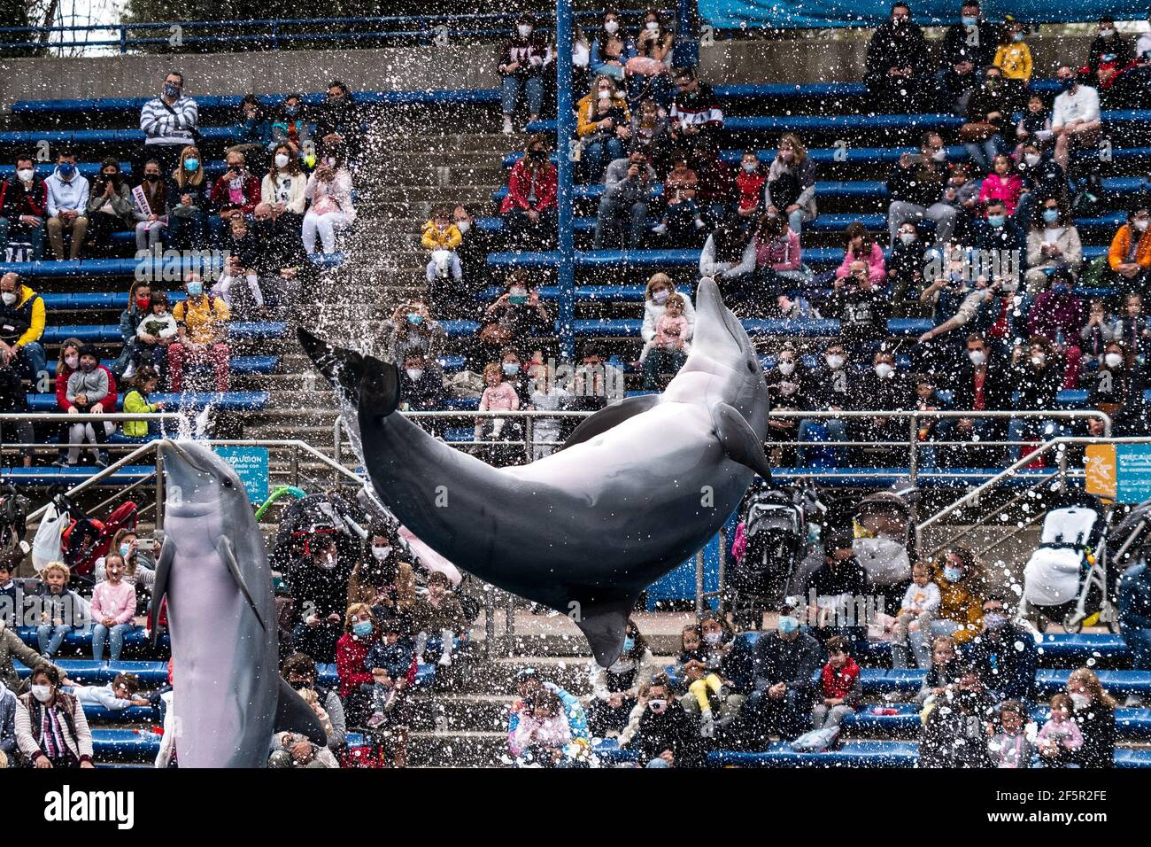 Madrid, Spagna. 27 Marzo 2021. I delfini saltano durante uno spettacolo all'Acquario dello Zoo di Madrid. Lo zoo di Madrid ha registrato oggi un grande afflusso di cittadini, in quanto le persone non possono lasciare la Comunità di Madrid per le vacanze di Pasqua a causa delle misure di limitazione della mobilità tra le regioni spagnole per fermare la diffusione del coronavirus (COVID-19). Credit: Marcos del Mazo/Alamy Live News Foto Stock