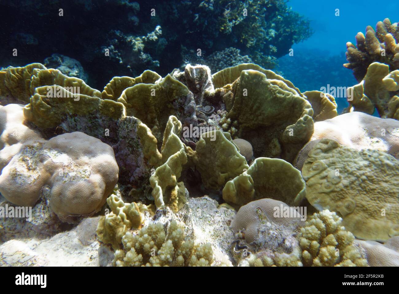 Lama fuoco corallo (Millepora platyphylla) nel Mar Rosso Foto Stock