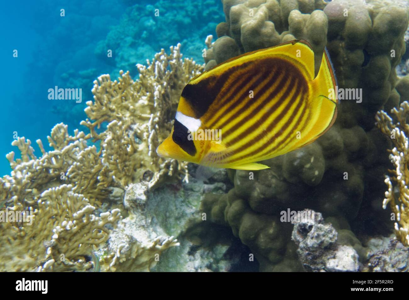 Pesce farfalla diagonale (Chaetodon fasciatus) nel Mar Rosso Foto Stock