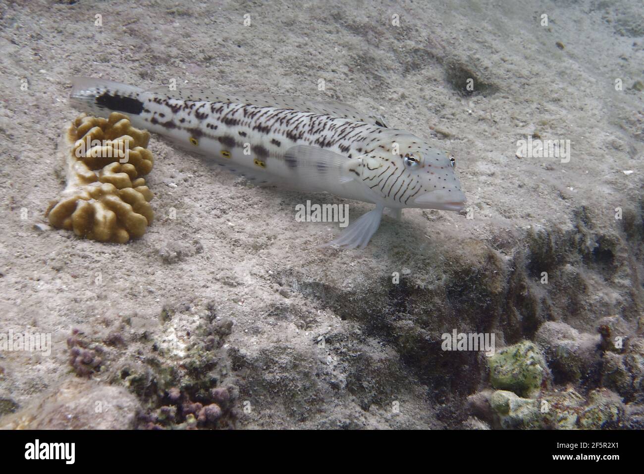 Sandperch (Parapercis esophtalma) speckled nel Mar Rosso Foto Stock
