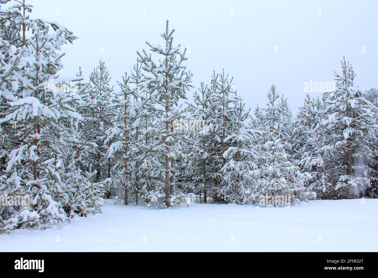 Una giornata innevata nelle foreste occidentali del Monte Rodopy, Bulgaria. I piccoli pini sono completamente coperti di neve. I rami sono pesanti di neve. Foto Stock
