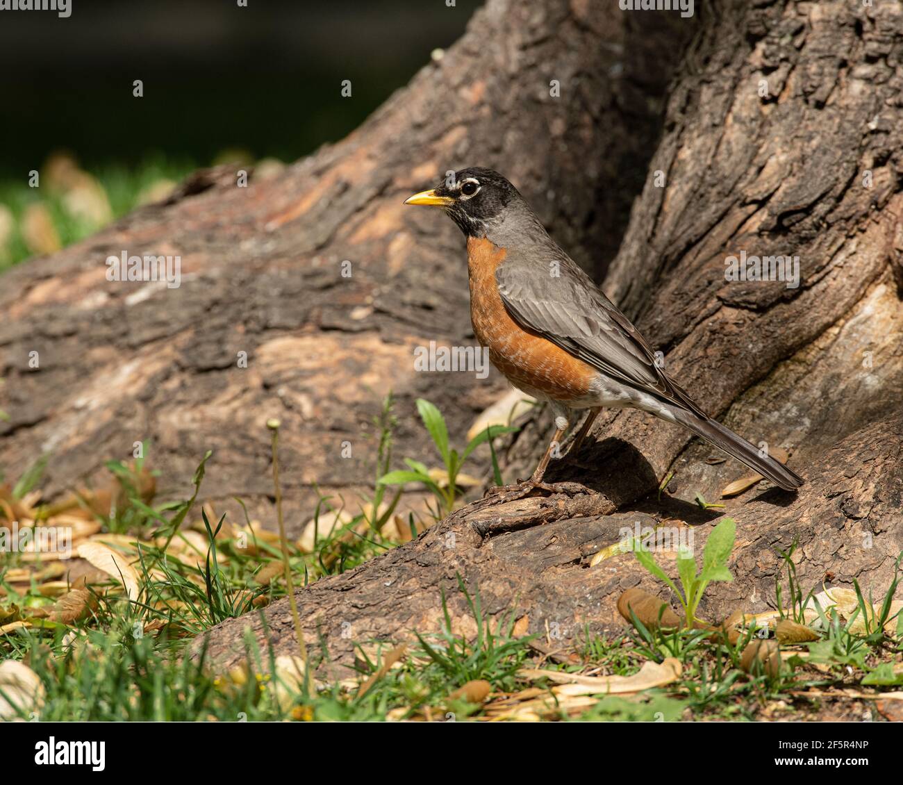 American Robin foraging tag base albero. Foto Stock