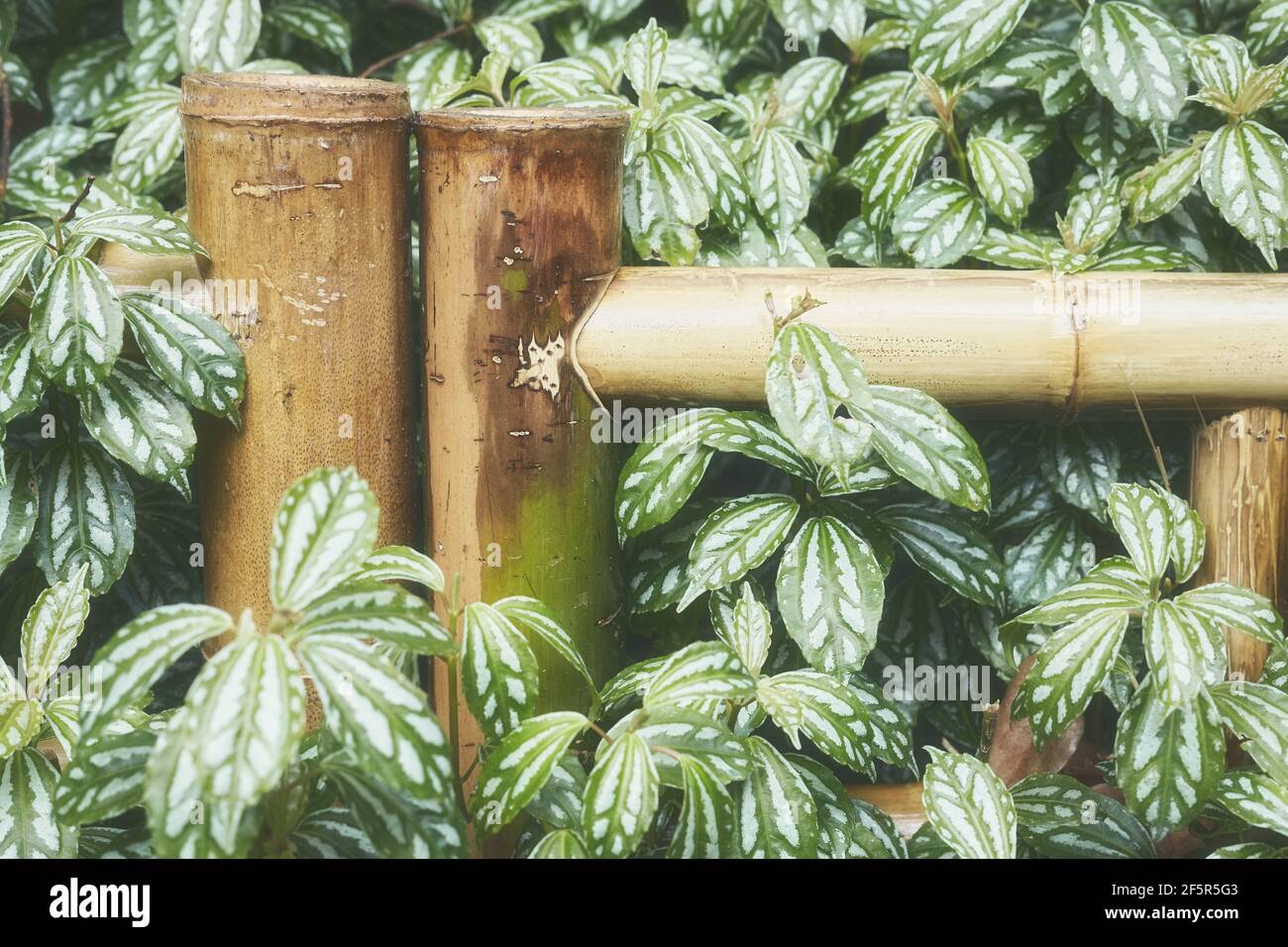 Primo piano immagine di una recinzione di bambù in giardino, colore tonato sfondo orientale, fuoco selettivo. Foto Stock