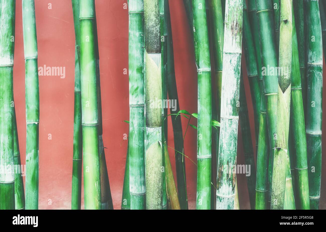 Gambi di bambù contro una parete rossa, sfondo orientale, tonalità di colore applicate, fuoco selettivo. Foto Stock