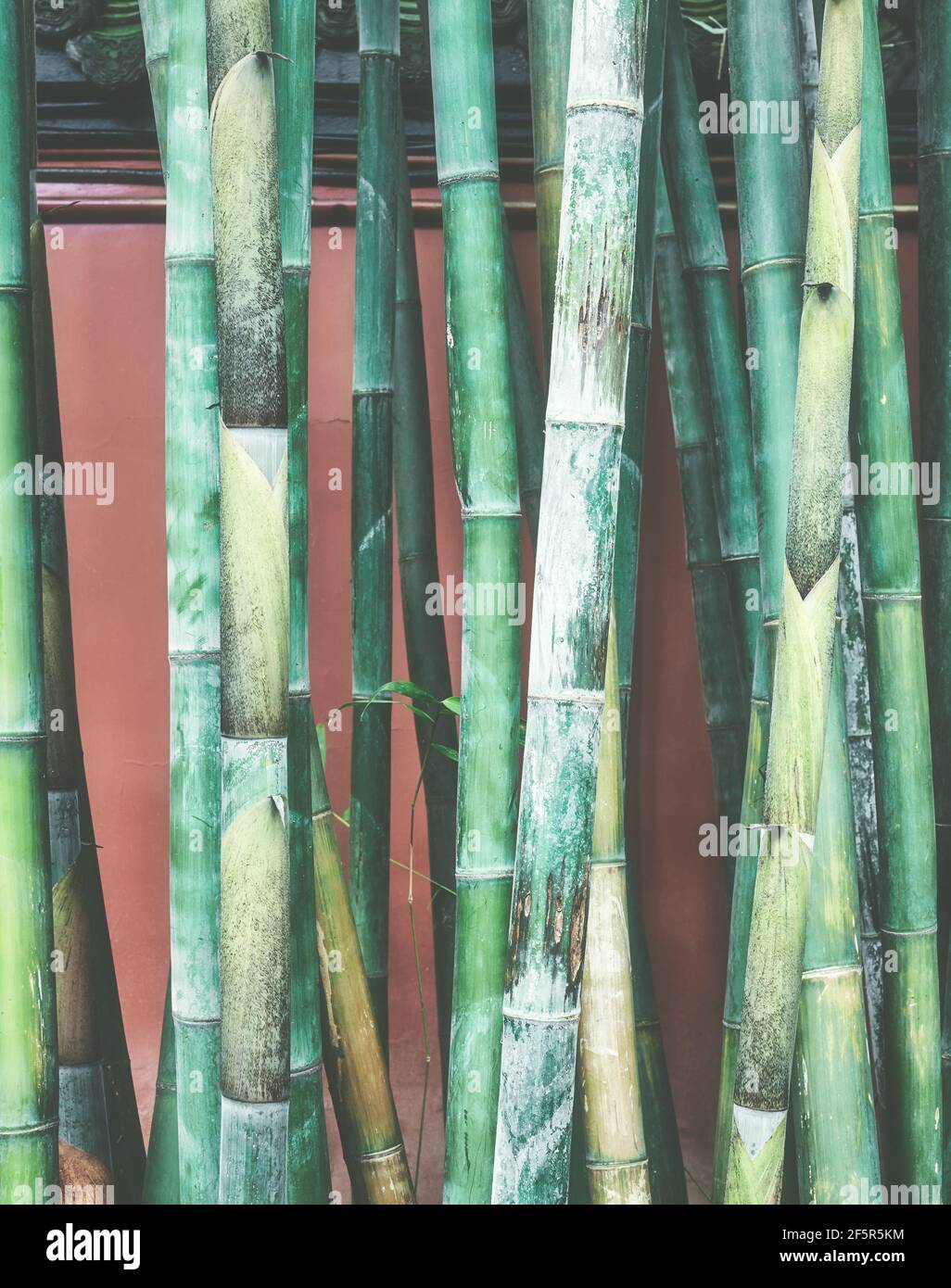 Gambi di bambù contro una parete rossa, sfondo orientale, tonalità di colore applicate, fuoco selettivo. Foto Stock