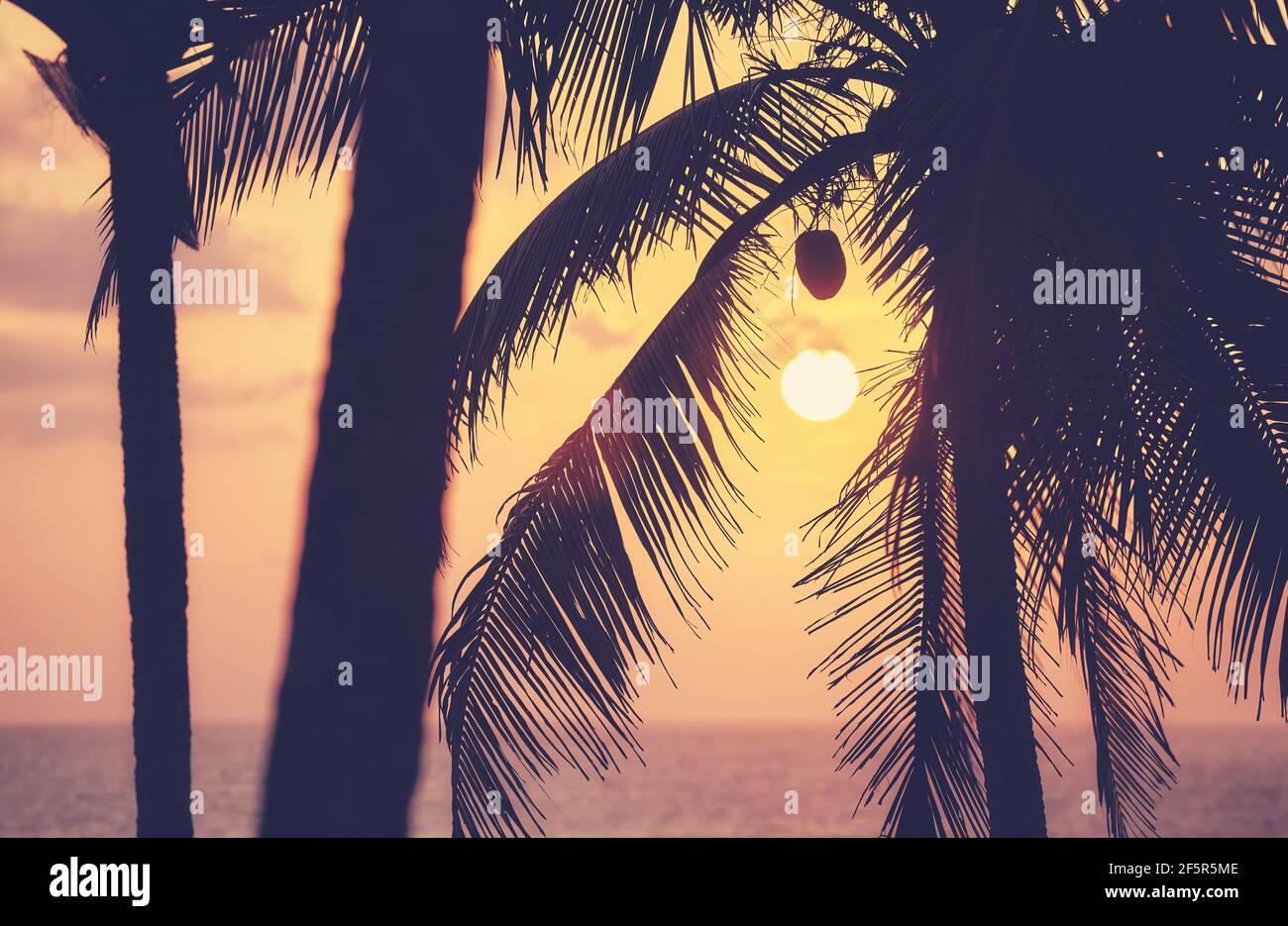 Primo piano delle silhouette delle palme da cocco al tramonto, messa a fuoco selettiva, sfondo tropicale colorato. Foto Stock
