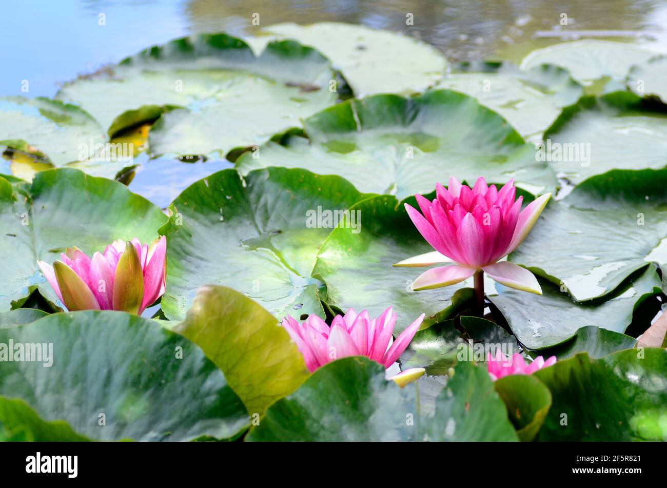 Nelumbo nucifera, conosciuto anche come loto indiano, in un serbatoio d'acqua Foto Stock