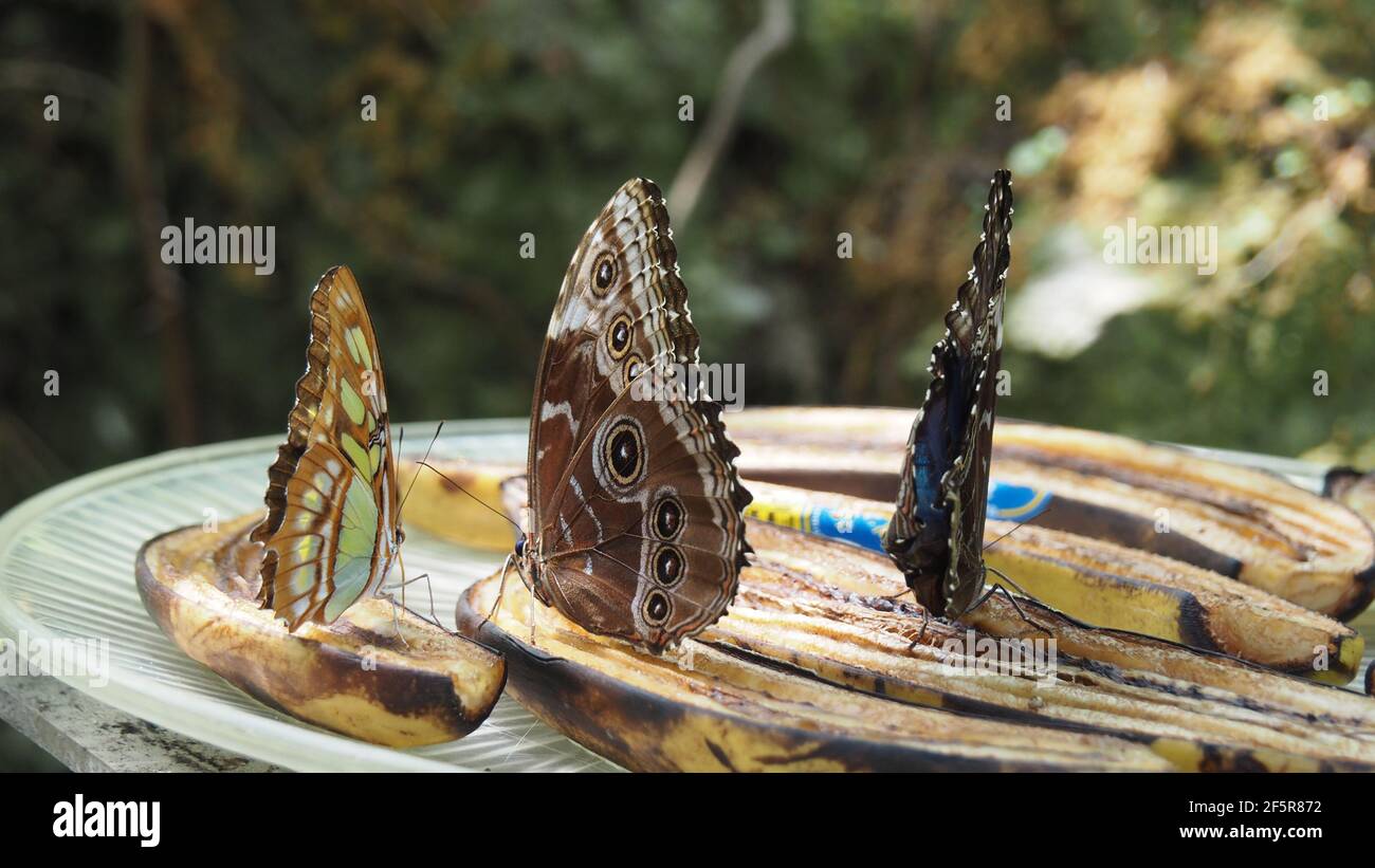 tre farfalle di colore diverso alimentano sulle banane tagliate Foto Stock