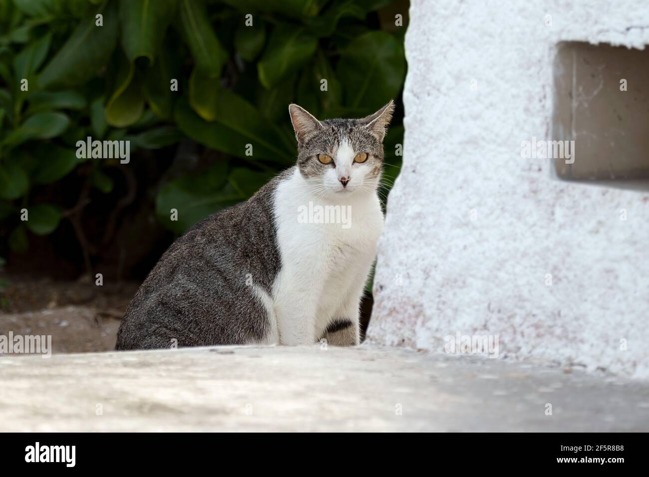 Gatto feriale incinta in Messico (è molto più amichevole che ferale) guardando la macchina fotografica. Foglie verdi sullo sfondo. Foto Stock