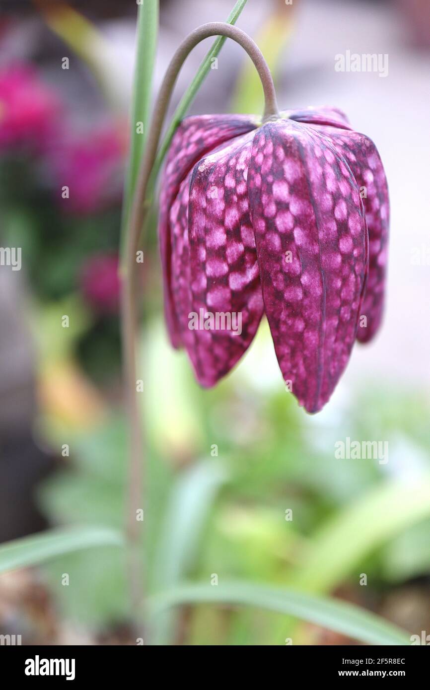 Fritillaria meleagris il capo di Snake fritillary – fiori pendenti a forma di campana bianca e viola a scacchi, marzo, Inghilterra, Regno Unito Foto Stock