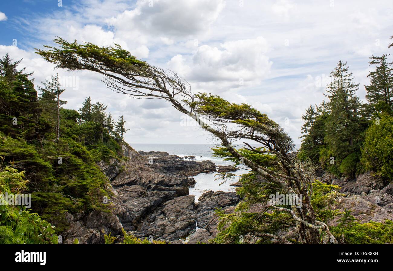 Un albero soffiato dal vento al bordo di una foresta pluviale sulla costa occidentale rocciosa dell'isola di Vancouver vicino a Tofino British Columbia Canada. Foto Stock