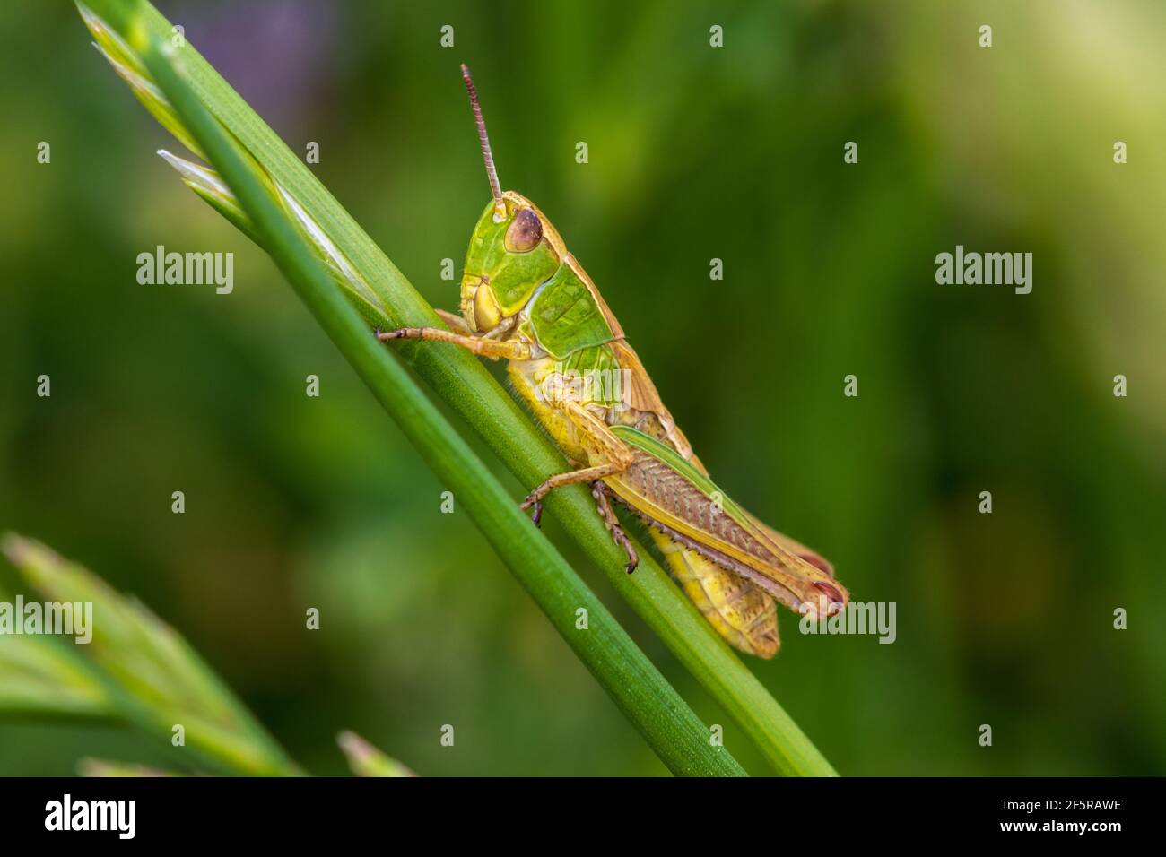 primo piano di una cavalletta su una parte di pianta di colore verde sullo sfondo Foto Stock