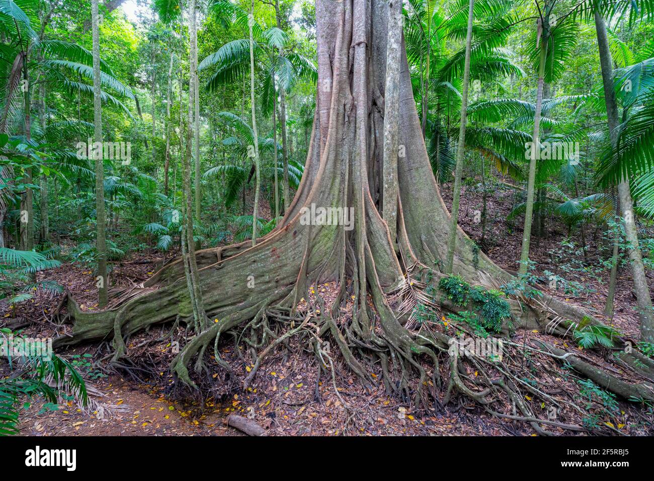 Radice di albero di rinforzo, foresta pluviale di Tropics umida, missione Beach North Queensland Australia Foto Stock
