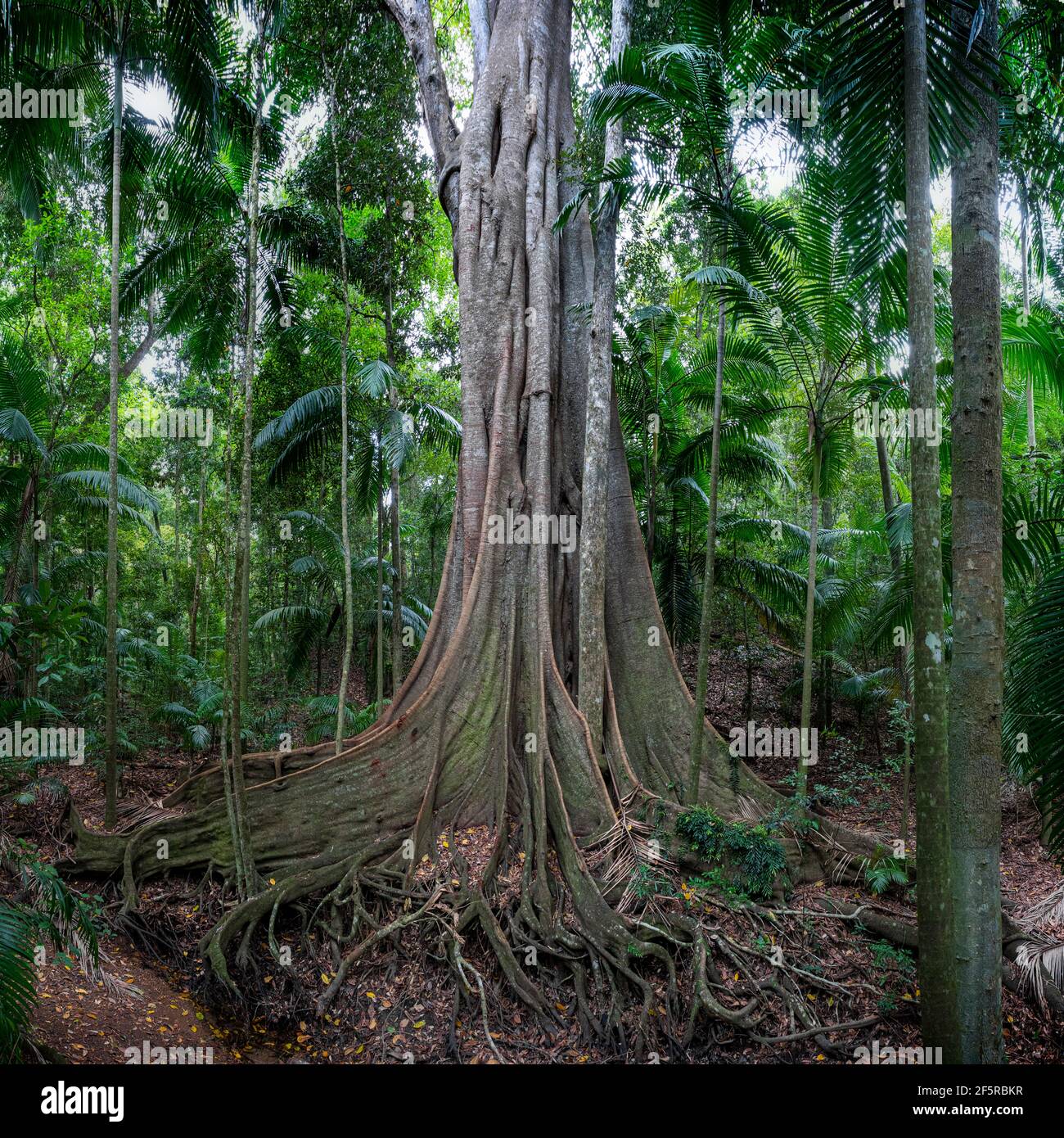 Radice di albero di rinforzo, foresta pluviale di Tropics umida, missione Beach North Queensland Australia Foto Stock
