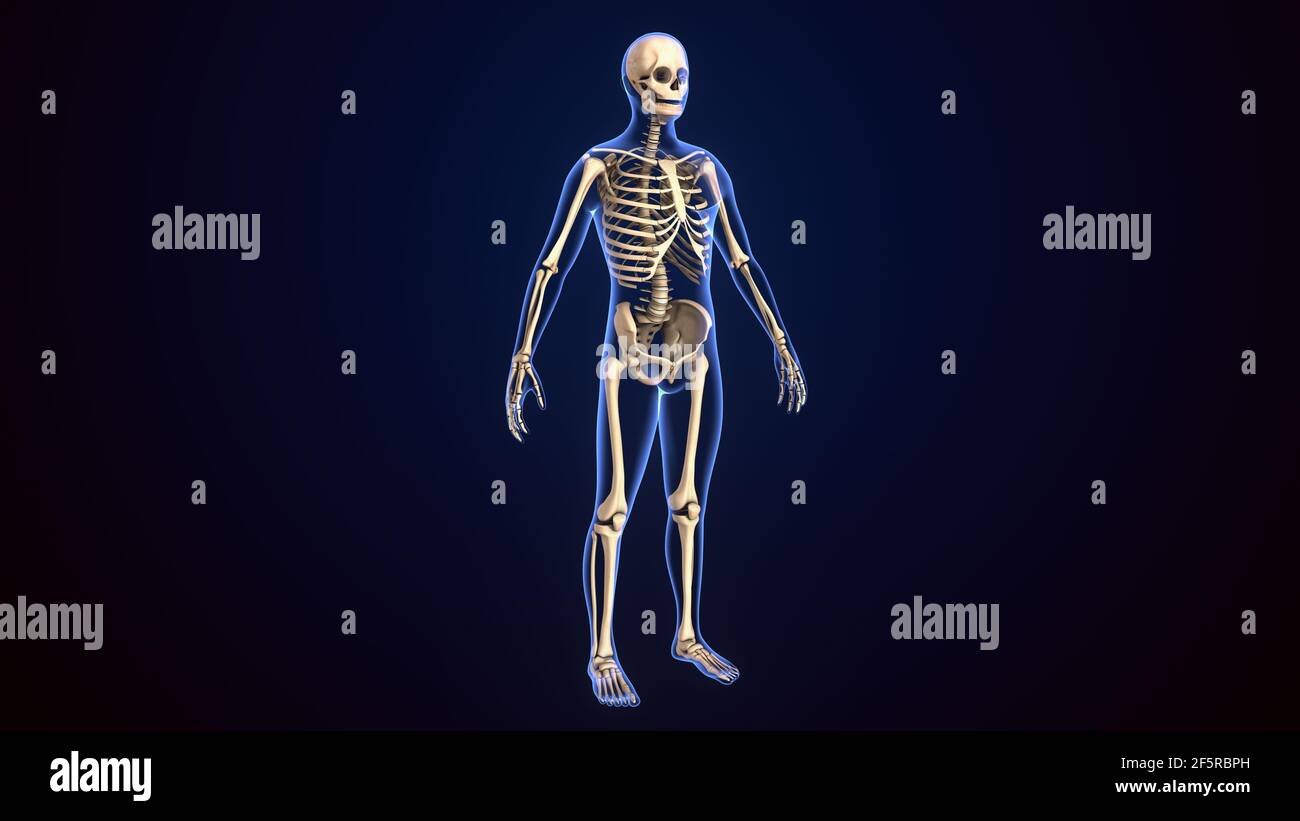 illustrazione 3d dell'anatomia dello scheletro umano. Foto Stock