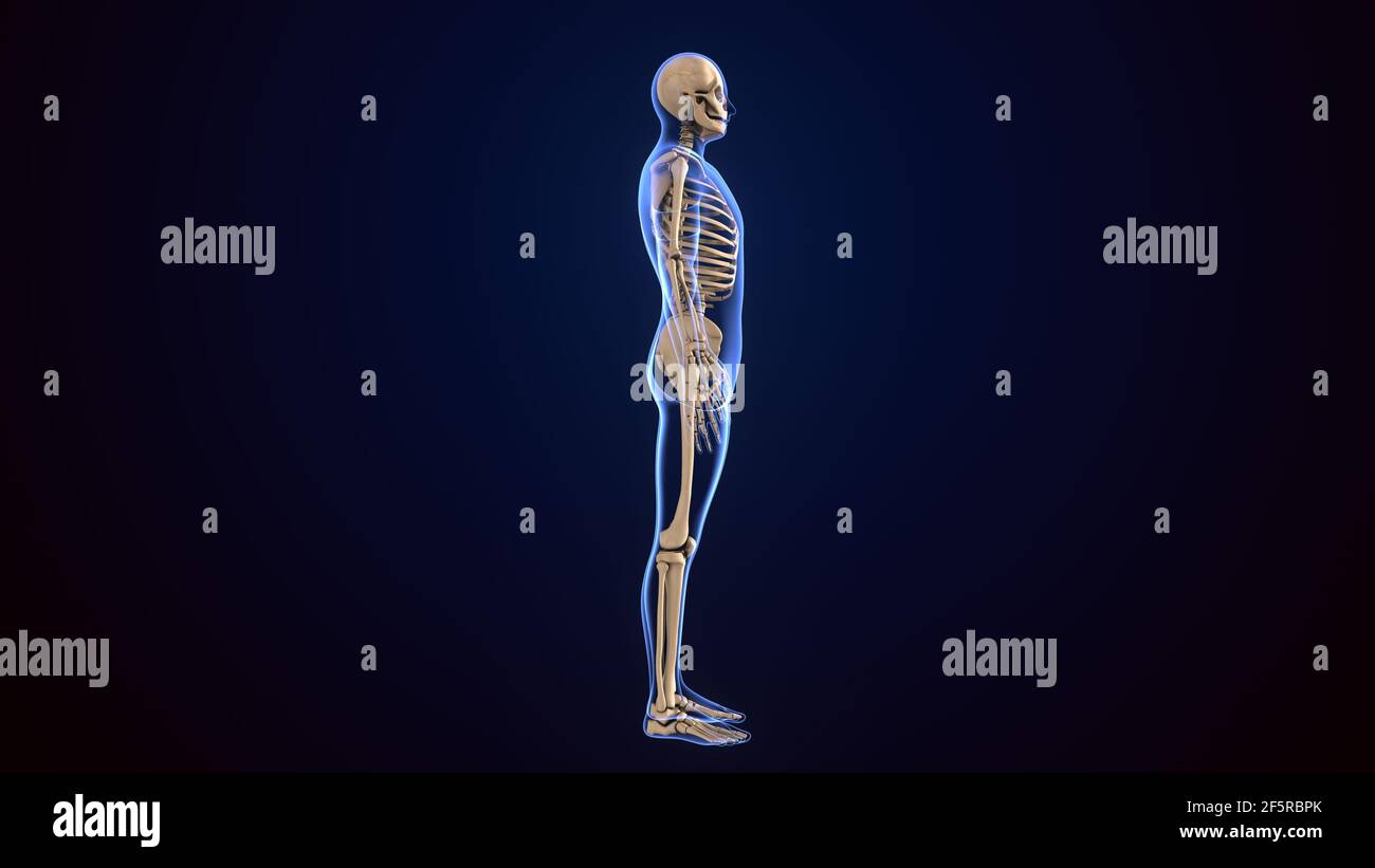 illustrazione 3d dell'anatomia dello scheletro umano. Foto Stock
