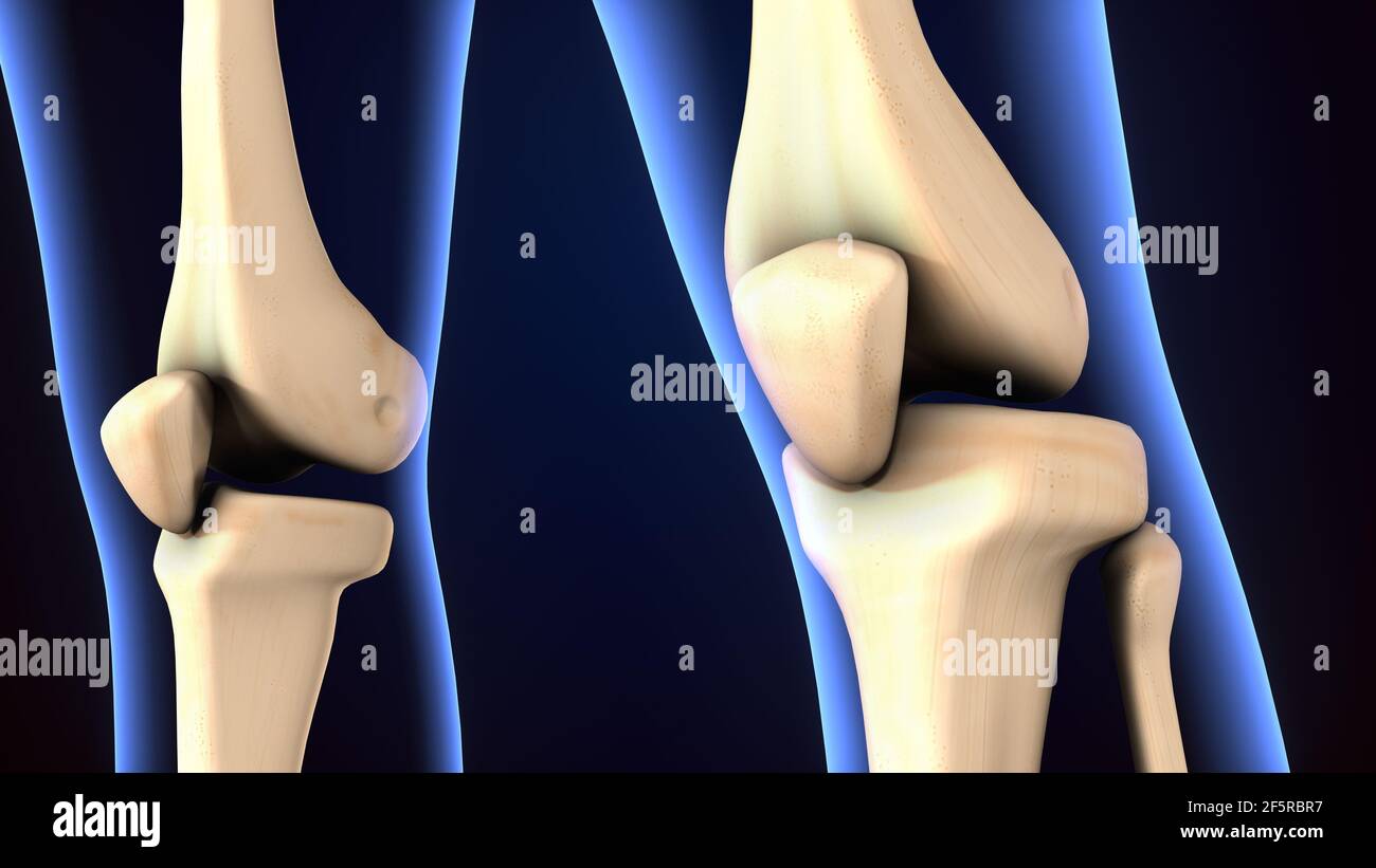 illustrazione 3d dell'anatomia dell'articolazione del ginocchio dello scheletro umano. Foto Stock