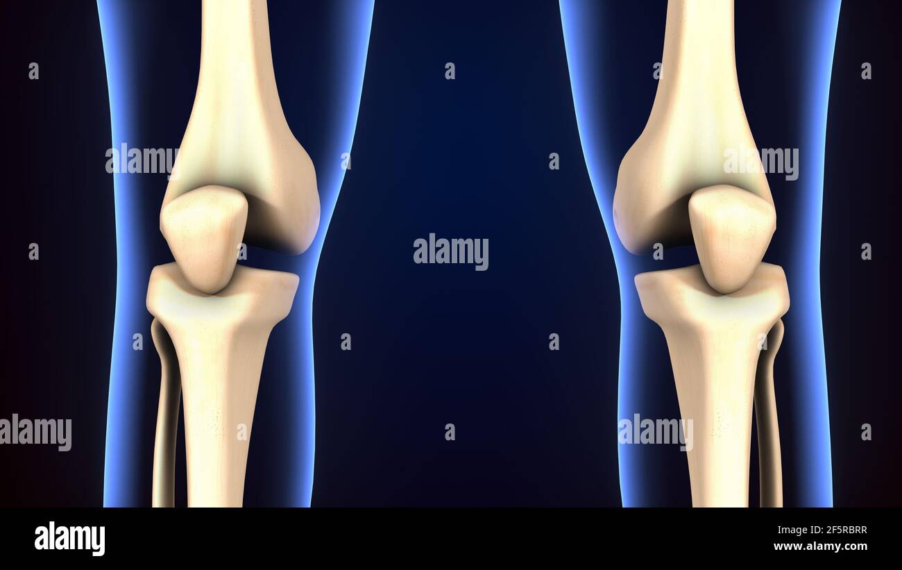 illustrazione 3d dell'anatomia dell'articolazione del ginocchio dello scheletro umano. Foto Stock
