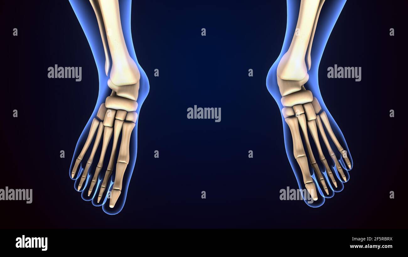 illustrazione 3d dell'anatomia delle ossa dei piedi dello scheletro umano. Foto Stock