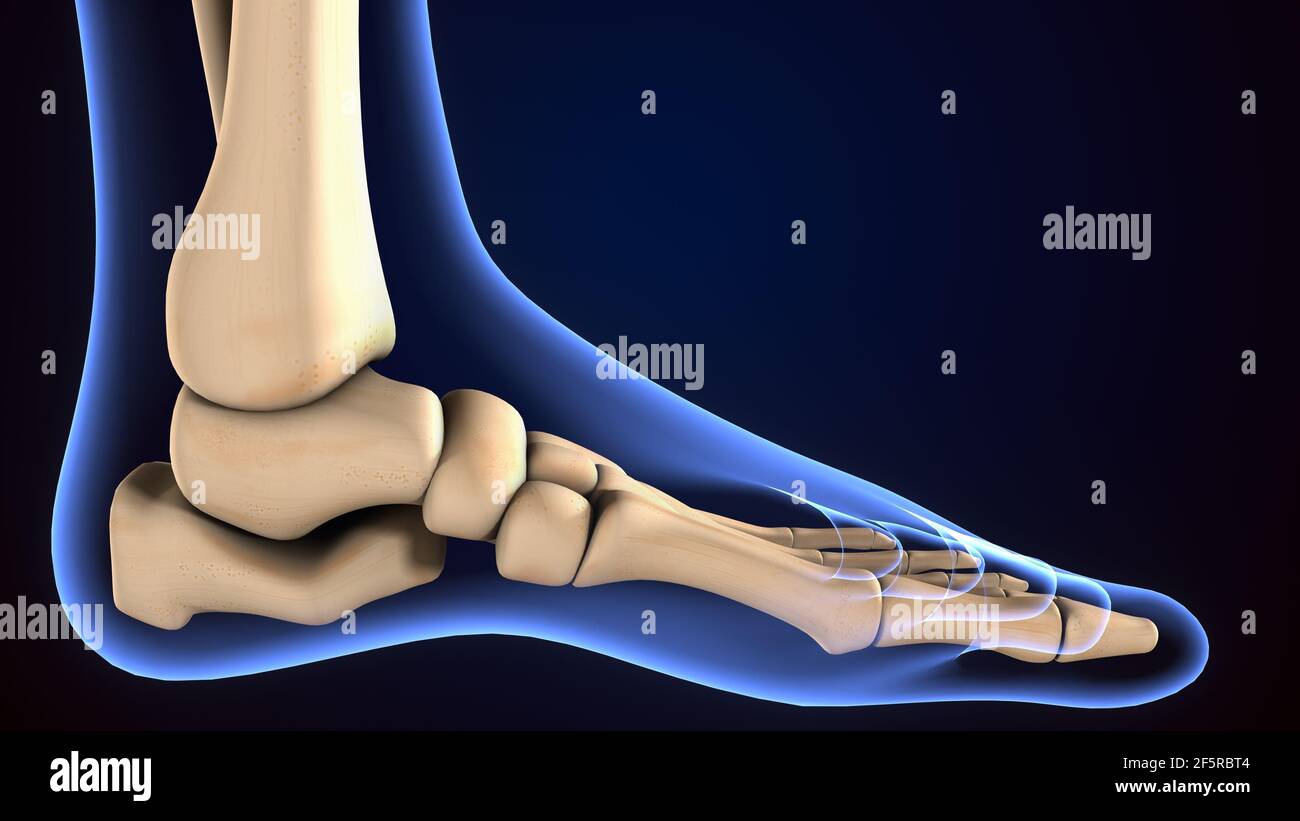 illustrazione 3d dell'anatomia delle ossa dei piedi dello scheletro umano. Foto Stock