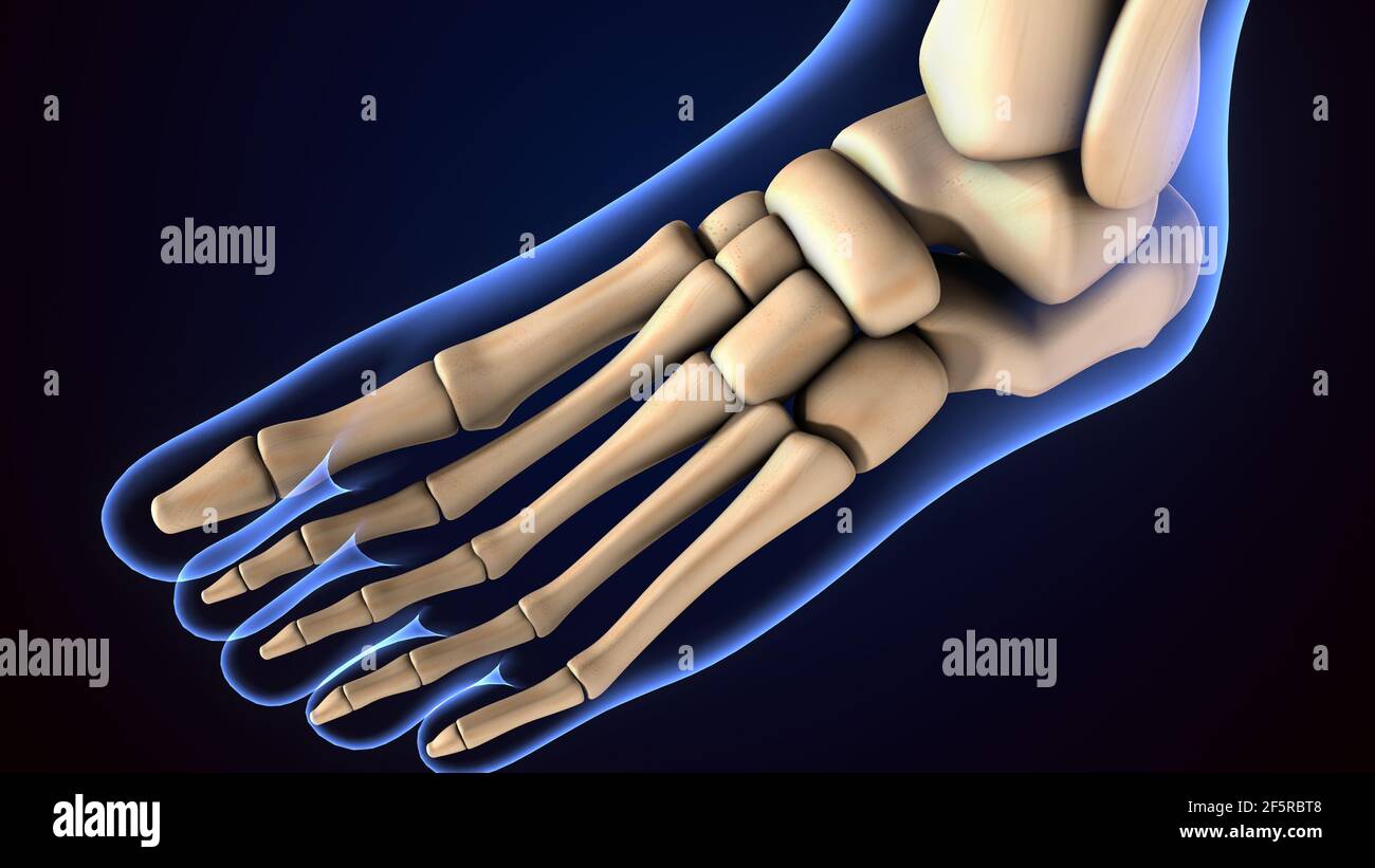illustrazione 3d dell'anatomia delle ossa dei piedi dello scheletro umano. Foto Stock