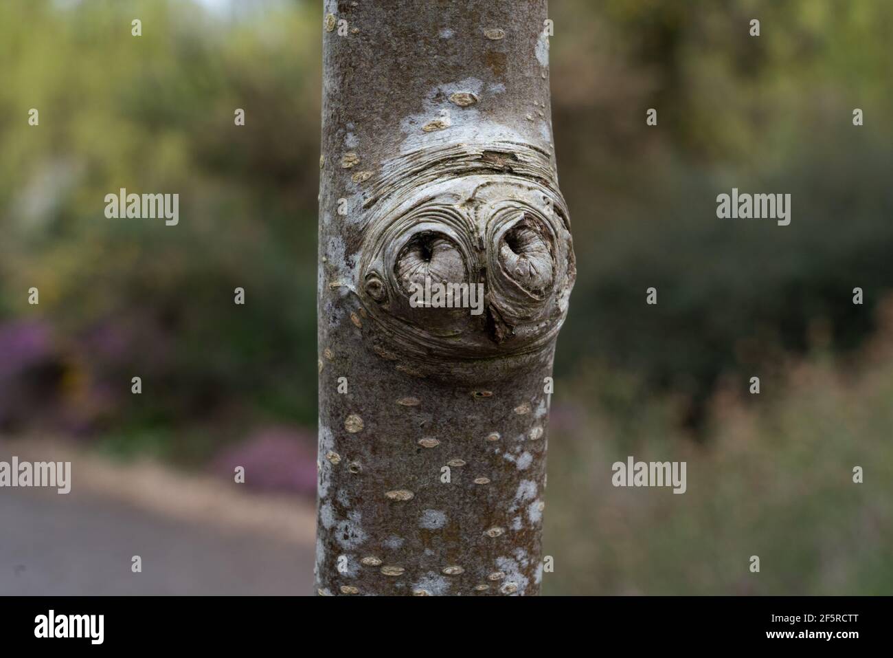 un gufo come il nodo dell'albero Foto Stock