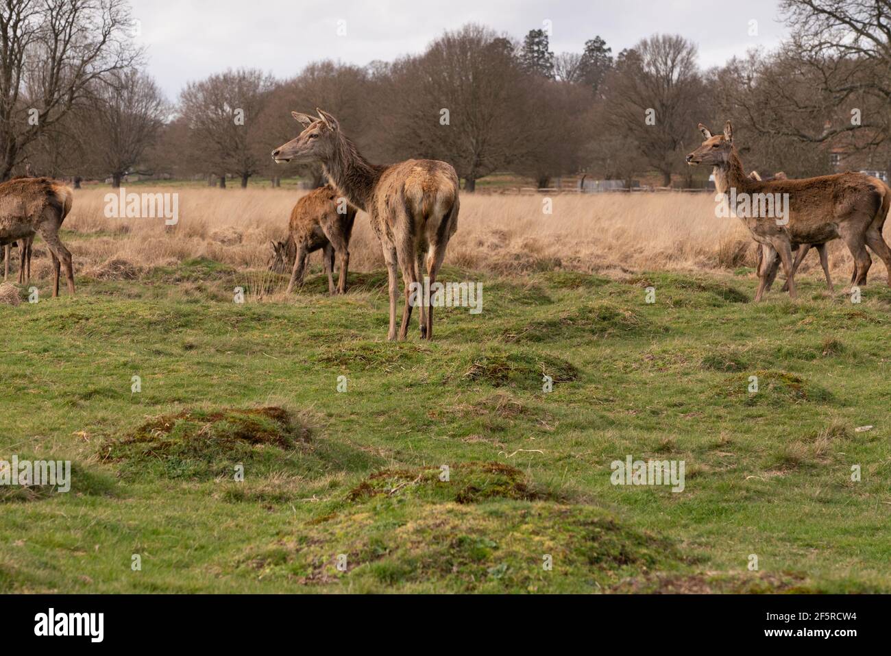 Richmond Park, nel distretto londinese di Richmond upon Thames, fu creato da Charles i nel XVII secolo come parco dei cervi Foto Stock