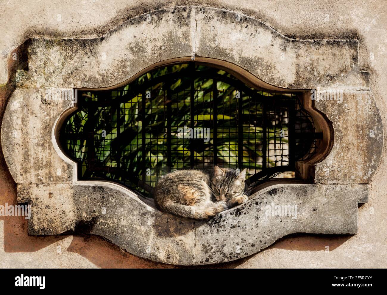 ora di nap; gatto tabby che dorme in una cornice di finestra di giardino. Foto Stock
