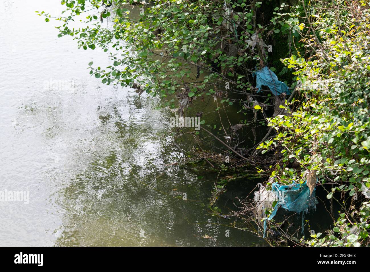 Le plastiche trattenute sui rami del fiume causano problemi ambientali e danni agli ecosistemi e agli animali viventi Foto Stock