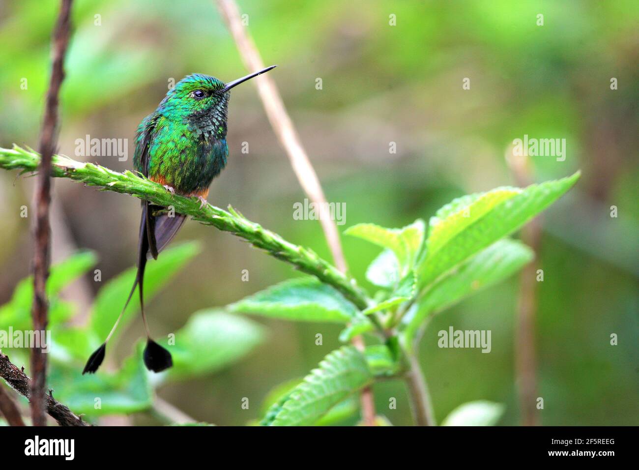Bella colibrì con coda biforcata, racchetta-coda con sistema di avvio Foto Stock