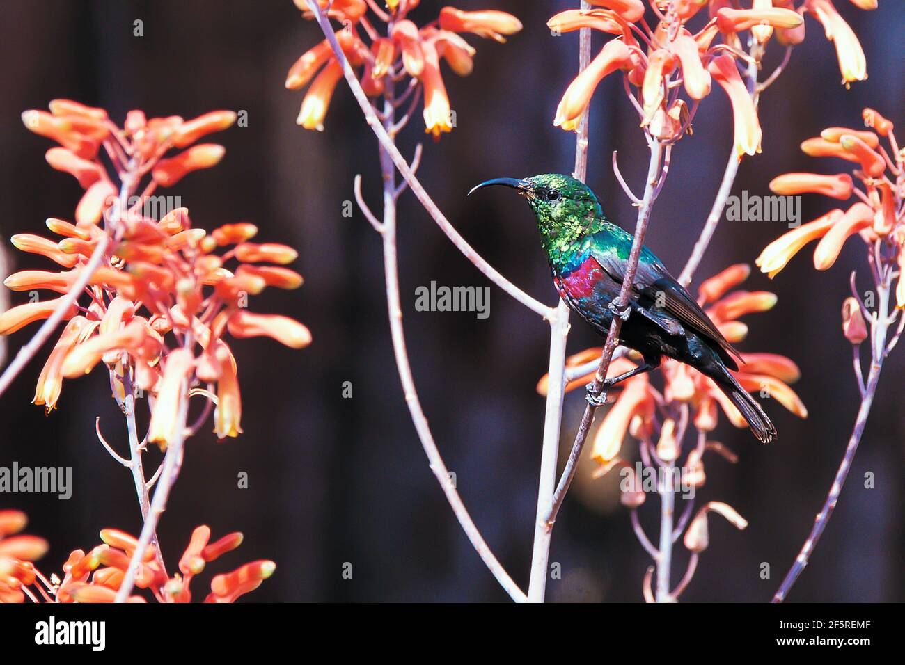 Meraviglioso uccello in Kenya, Marico Sunbird Foto Stock