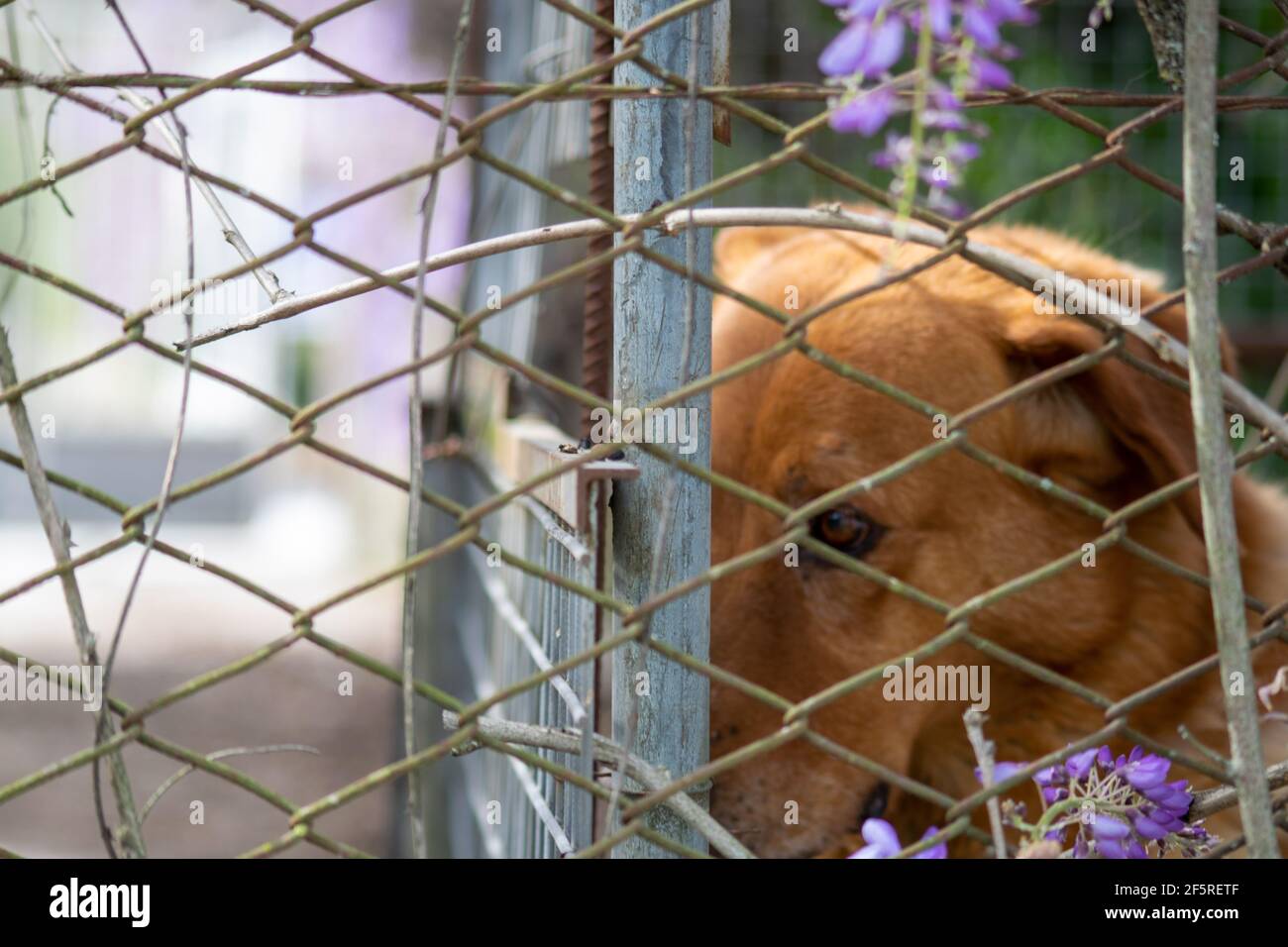 Triste cane marrone in intrappolato in una gabbia. Occhi di cane, ritratto di animale domestico. Cane o animali lasciati dietro concetto. Foto Stock