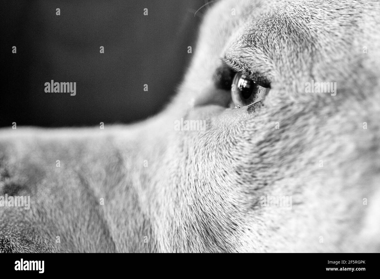 Primo piano profilo shot di un cane di razza mista (American Staffordshire Pit Bull Terrier e American Pit Bull Terrier) (Canis lupus familiaris) Foto Stock