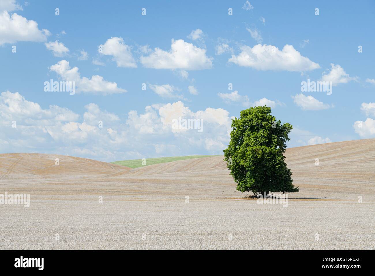 Lone tree nel terreno agricolo Palouse dello Stato di Washington Orientale con un campo pallido arato e cielo blu pastello e. nuvole wispy Foto Stock