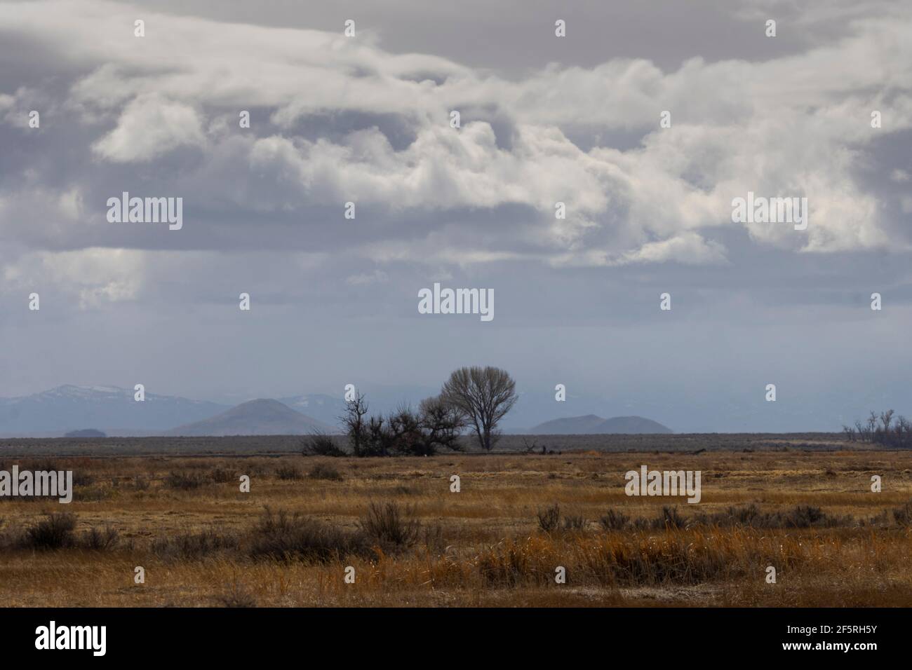 Lone Tree nella riserva naturale Alamosa Foto Stock