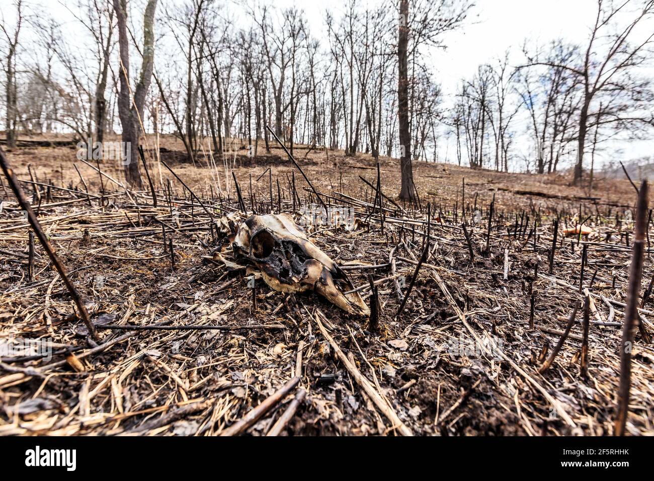Inizio primavera, 26 marzo 2021 Lo scheletro di un cervo morto dalla coda bianca è esposto dal fuoco che ha recentemente bruciato le gras secche Foto Stock