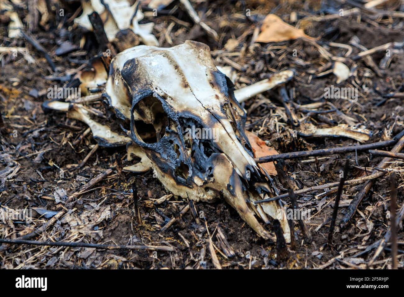 Inizio primavera, 25 marzo 2021 Lo scheletro di un cervo morto dalla coda bianca è esposto dal fuoco che ha recentemente bruciato le gras secche Foto Stock