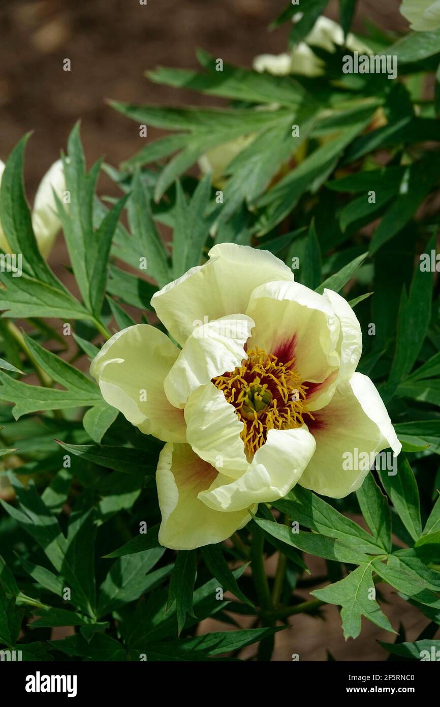 Peonia gialla con Centro Rosso in un Giardino di Peonie Foto Stock